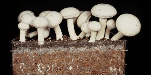 Kako sami napraviti kompost od gljiva